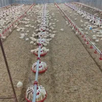 ریز وسایل پرندگان مرغ وسایل تجهیزات