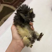 خوکچه بامزه