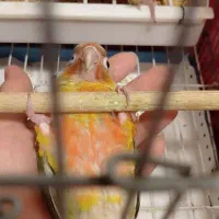 طوطی گرینچیک سرلاکی|پرنده|تهران, تاکسیرانی|دیوار