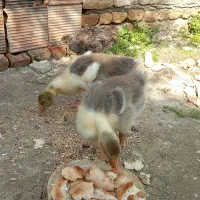 جوجه 35 روزه