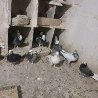 کفتر پرشی|پرنده|محلات, |دیوار