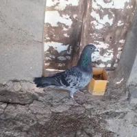 ۶کبوتر پرشی بشرط|پرنده|شیروان (خراسان), |دیوار