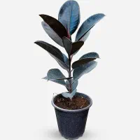 گل اپارتمانی فیکوس