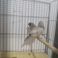 زبرا اروپایی و انگلیسی|پرنده|شیراز, حافظیه|دیوار