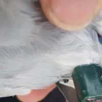 کبوتر مسافتی پلاکی ثبت پیگو جی پی اس دارد