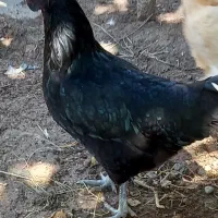 مرع ایام سمانی تخم گذار