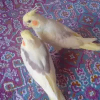 فروش دوعدد جوجه عروس هلندی دوکت وتک خال|پرنده|شاهین دژ, |دیوار