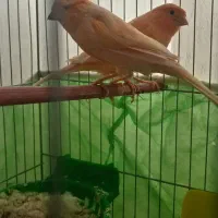 نر وماده سرخ فروشی|پرنده|تربت‌حیدریه, پائین ولایت|دیوار