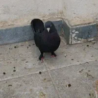 زاغ