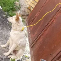 فروش پاکوتاه