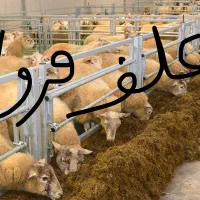 علف گیاه چم