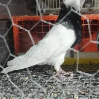 طوق زرین نمونه