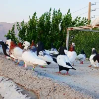 بوم کفتر  رنگی