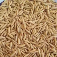 فروش چلتیک شمیم نخ بلند ،برنج درجه یک