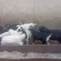 بزغاله جوان مناسب نگهداری|حیوانات مزرعه|قرچک, صالح آباد|دیوار