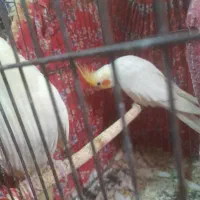 عروس هلندی لوتینو بالغ  رودان|پرنده|رودان, |دیوار