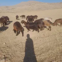 چهار عدد بز