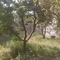 باغچه ۴۶۰متر