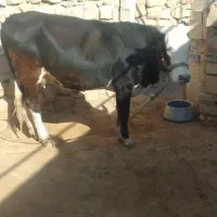 گاو وگوساله|حیوانات مزرعه|کوهدشت, |دیوار