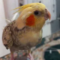 عروس هلندی گم شده