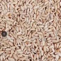 گندوم تر و تمیز