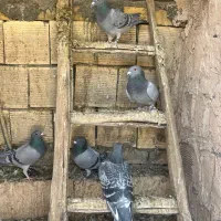 پلاکی کاردرست به شرط|پرنده|اصفهان, عطار نیشابوری|دیوار