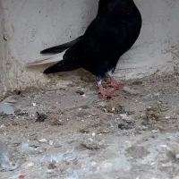 کبوتر رنگی|پرنده|گنبد کاووس, |دیوار