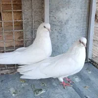 کبوتر عتیقه