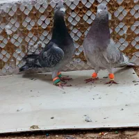 کبودر|پرنده|مشهد, انصار|دیوار