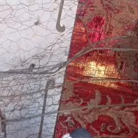 کفتر زاغ نر