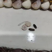 انواع مهره اصلی۱|زیورآلات و اکسسوری|ایلام, |دیوار