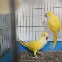 راهب مولد|پرنده|تهران, شهرک آتی شهر|دیوار