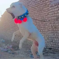 واگذاری سگ خراسانی نگهبان و گلگی