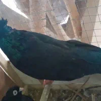 ۲/۲۰۰|پرنده|بندر گناوه, |دیوار