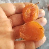 زردآلو خشک