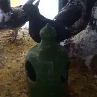 کفتر ازم رفته ....گمشده