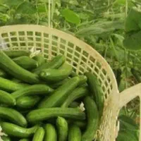 کارگر گلخانه