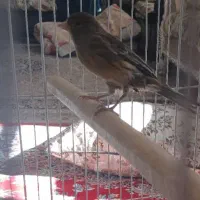 قناری3تا|پرنده|یزد, |دیوار