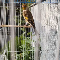 سهره قناری دو لبه خون