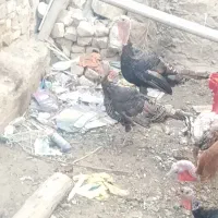 دو ماده و یه نر تخم گذار