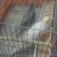 یه جفت عروس هلندی مولدی تضمینی