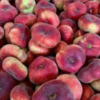 فروش نهال مثمر شناسه دار