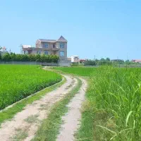 زمین کشاورزی لاهیجان  فروش فوری زیر قیمت