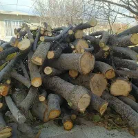 خرید چوب باغی و هرس درختان میوه|خدمات باغبانی و درختکاری|فلاورجان, |دیوار