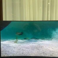 تلویزیون ۵۵ سامسونگ خم