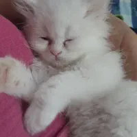 بچه گربه سه ماهه ماده