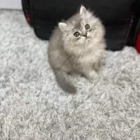 گربه بریتیش چینچیلا عروسکی|گربه|تهران, چیتگر جنوبی|دیوار