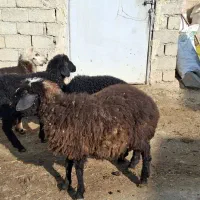 ۴راس بره برای فروش|حیوانات مزرعه|مهاباد (آذربایجان غربی), |دیوار