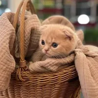 گربه بهترین دوست