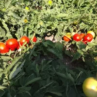 فروش گوجه و هندوانه بصورت روزانه